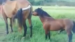 small horse mating with big mere gone wrong........