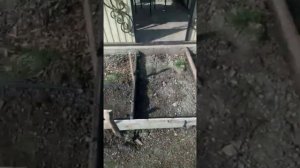 Перестал показывать прибор давления на ГАЗ 53(продолжаем благоустройство двора )