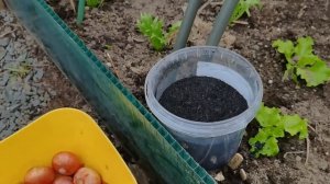 Бабушка учила именно так сажать ЛУК! Совет простой и всегда получается.