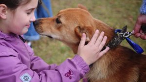 Слайд шоу с фестиваля "Собаки в городе 2019" под песню "Раз собака" - Наталии Лансере