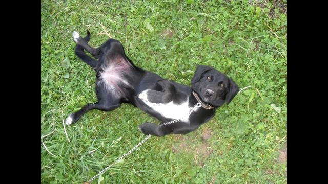 Слова о собаке смотреть онлайн