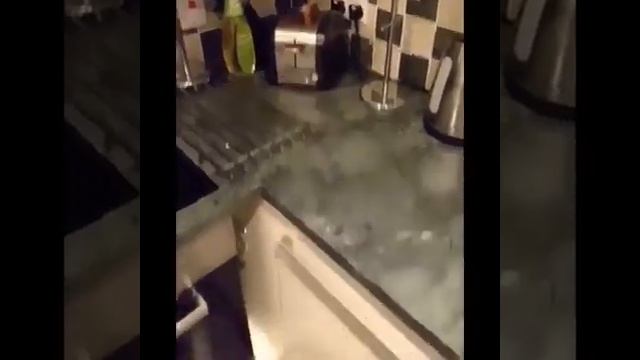 Смешные случаи с животными смотреть онлайн