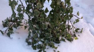 РАСТЕНИЯ ЮГА, КОТОРЫЕ ДАЖЕ НЕ ЧИХАЮТ В МОРОЗ. Многие прекрасно растут и в средней полосе.