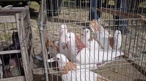 Голуби цены Птичий рынок г Пятигорск -ч2