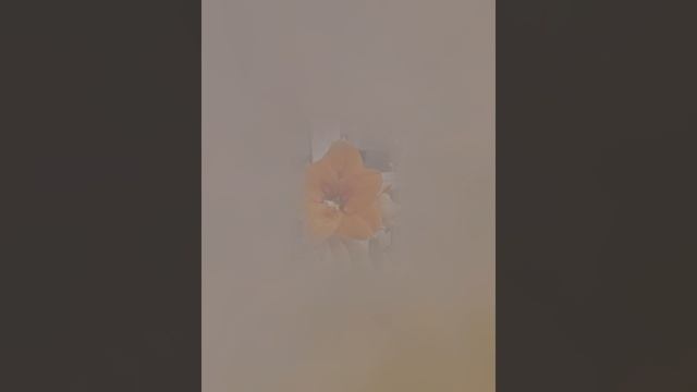 24-12-2024 Цветение гиппеаструмов в 2024г