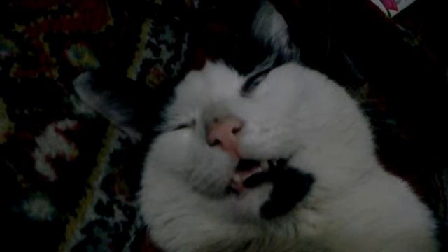 Котэ видит сон... смотреть онлайн