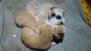 Пять котят  и мама