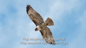 Буду жить под защитой Твоих крыл