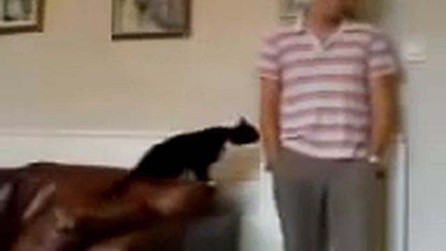 Кот напакостил и просит прощения Очень смешно смотреть онлайн