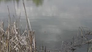 РАЗВЕДКА НА КАРАСЯ. РЫБАЛКА НА УДОЧКУ В МАЕ.
