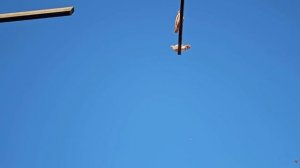 На улице Праздник голубей в небо