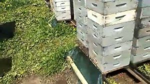 Результаты подкормки пергой в конце  зимовки.