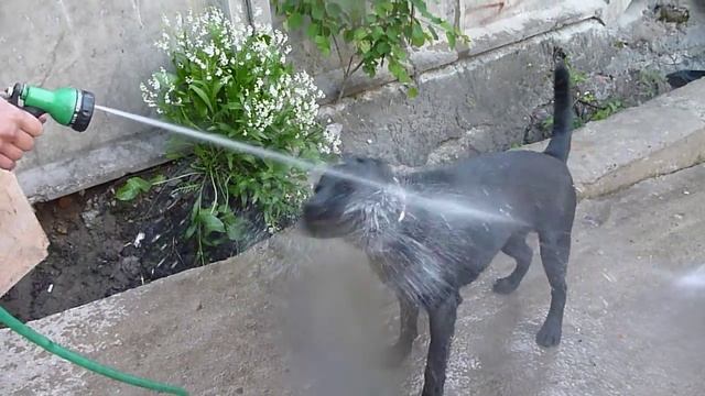 Собака кушает воду смотреть онлайн