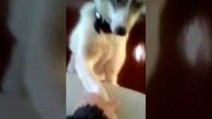 Бесстыжая собака!