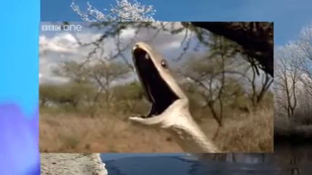 Чумовая змея , футбольный фанат смотреть онлайн