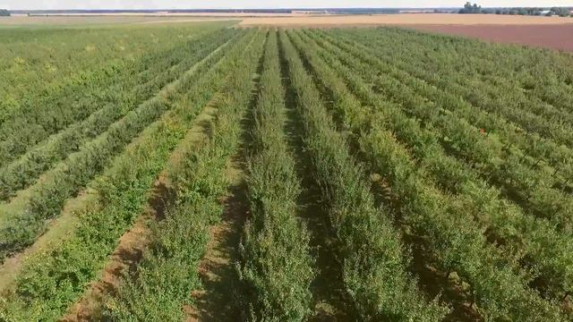 Завод за плодови и зеленчукови консерви, с. Сенокос смотреть онлайн