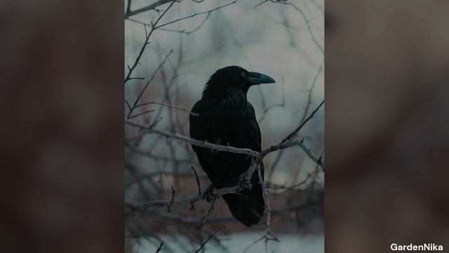 Мечты. Гумилев. смотреть онлайн