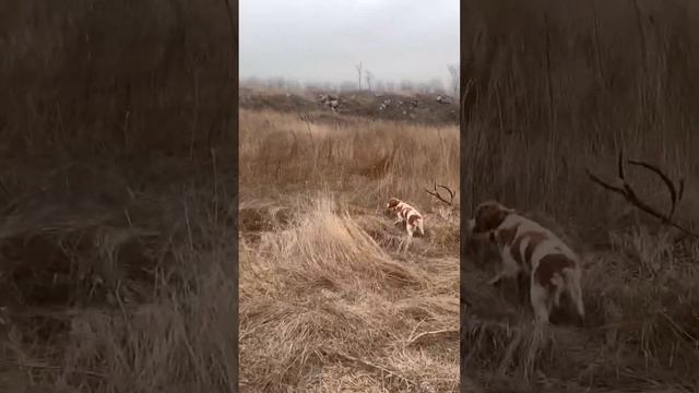 Эпаньоль Бретон Боня стойка по фазану #легавая #охота #фазан #натаскалегавых смотреть онлайн