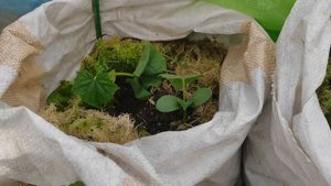 Попробуйте и ваши цветы скажут спасибо. Хороший грунт- всему голова! Время собирать результаты
