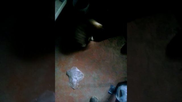 Собака бежит за хвастом смотреть онлайн