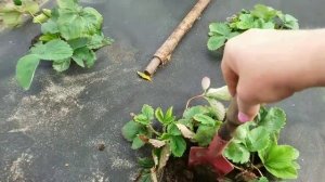 Сажаю чеснок.Вспашка огорода.Юбилей моноблока