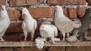 Голуби в гостях у Бека.