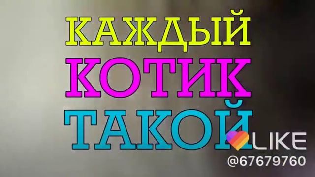 Каждый котик такой мяу