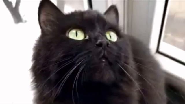 «Обманули уроды!» Девушка купила породистого котёнка за 15 тысяч, но когда тот подрос она всё понял