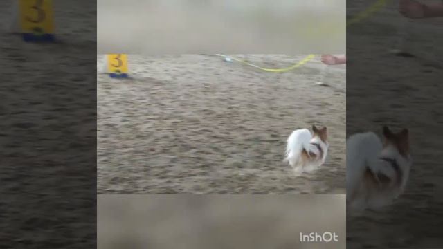 Выставка собак в Сергиеве Посаде 15.04.2023г. И первые выставки Гамми в классе юниоров. смотреть онлайн