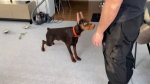 Ари устает от занятия и просто ложится у ног ) AryDober