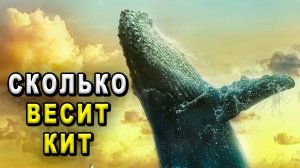 Сколько весит кит. Самый большой кит. Самый большой кит в мире.