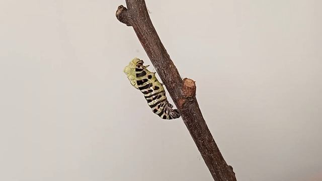 Гусеница бабочки Махаон. Превращение в куколку смотреть онлайн