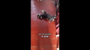 Как помочь собаке после инсульта? #pdtr #методpdtr #пдтр