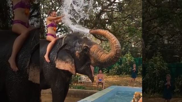 Элла Суханова купается на слоне смотреть онлайн