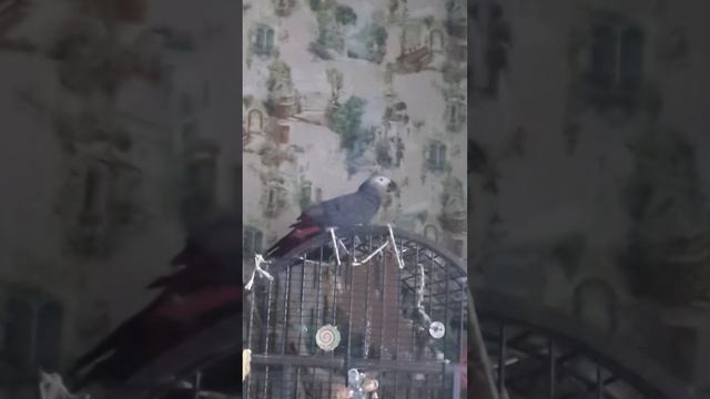 серый попугай. жако. Тоша.