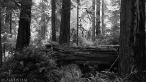 03. 03.  Зинаида Миркина.  Кто зажигает звезды.