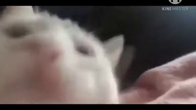 Кот из Африки приехал чтобы пить закамский квас смотреть онлайн