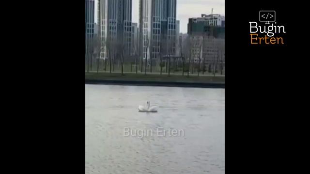 Лебеди в Астане Нур-Султан | река Ишим | Аққулар | Swans in Astana 2020 | весна смотреть онлайн