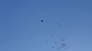 05.11.18. Пытаюсь разобраться с чёрными голубями .