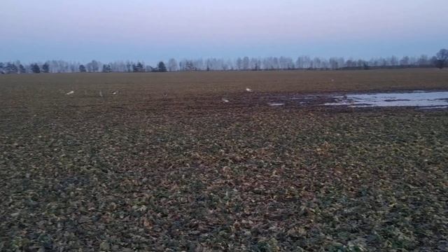 ОХОТА на Гусей в Беларуси 2022 часть 4 Холодает смотреть онлайн