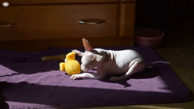 Американский голый терьер / American Hairless Terrier