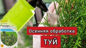 Осенняя обработка хвойных. Препарат ракурс: на сколько хватило 1 пачки?