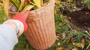 Пора заняться ГЕОРГИНАМИ и ГЛАДИОЛУСАМИ. Подготовка к зимовке.