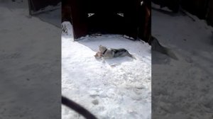 Собака ест кошку