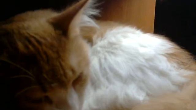 Лука прикроет тебя Маринетт. (Венера ужасно озвучивает!) смотреть онлайн