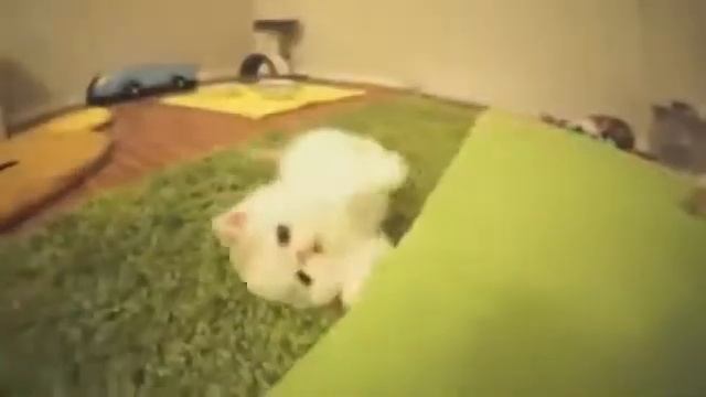 Милый котёнок тявкает