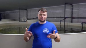 Тиляпии и карпы Кои - совместное содержание