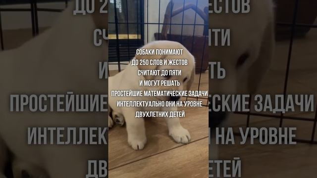 Интересные факты о животных часть  22