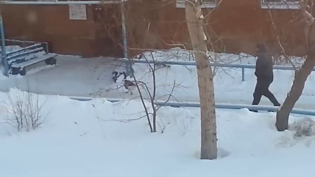 Выгуливание гуся зимой смотреть онлайн