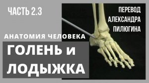 ГОЛЕНЬ И ЛОДЫЖКА. Анатомия человека. Видеоатлас Acland. Русский перевод А. Пилюгина. Фильм 2.3